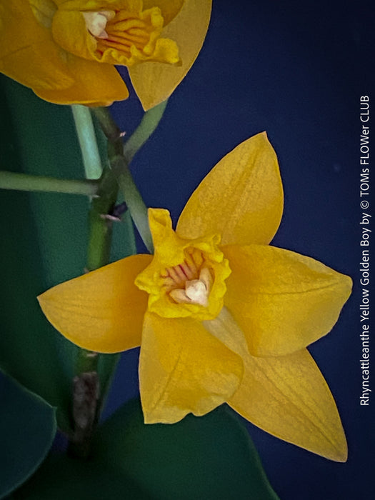Rhyncattleanthe - Cattlea Yellow Golden Boy, orange flowering orchid, organically grown tropical plants for sale at TOMs FLOWer CLUB