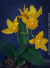 Rhyncattleanthe - Cattlea Yellow Golden Boy, orange flowering orchid, organically grown tropical plants for sale at TOMs FLOWer CLUB
