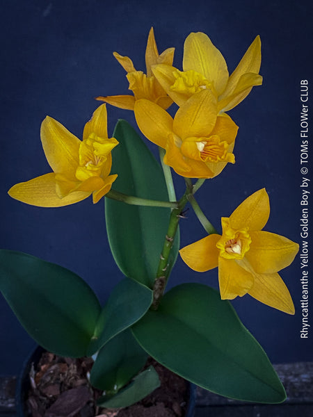 Rhyncattleanthe - Cattlea Yellow Golden Boy, orange flowering orchid, organically grown tropical plants for sale at TOMs FLOWer CLUB