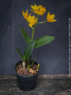 Rhyncattleanthe - Cattlea Yellow Golden Boy, orange flowering orchid, organically grown tropical plants for sale at TOMs FLOWer CLUB