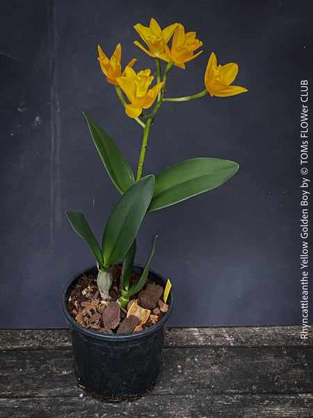 Rhyncattleanthe - Cattlea Yellow Golden Boy, orange flowering orchid, organically grown tropical plants for sale at TOMs FLOWer CLUB