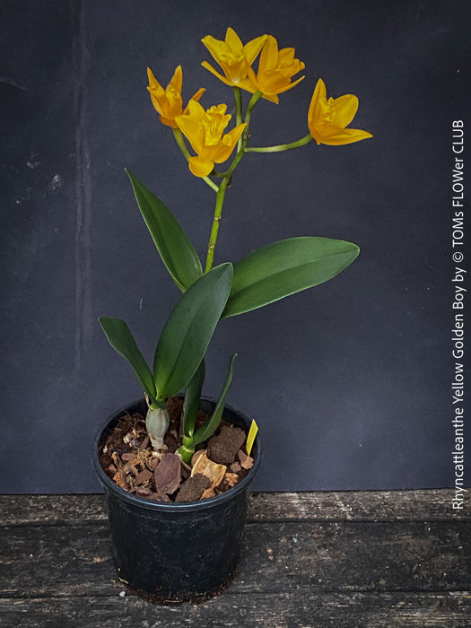 Rhyncattleanthe - Cattlea Yellow Golden Boy, orange flowering orchid, organically grown tropical plants for sale at TOMs FLOWer CLUB