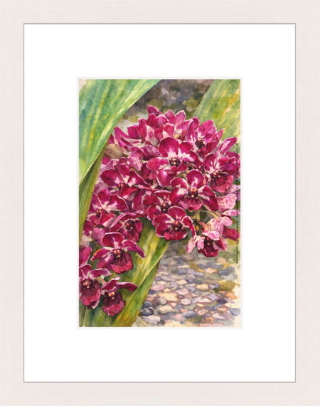 Rhynchostylis Gigantea Burgundy, Aquarelle-style paper print in maple wood frame, after an original photograph by Swiss photographer TOMas Rodak for sale at TOMs FLOWer CLUB. 