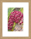 Rhynchostylis Gigantea Burgundy, Aquarelle-style paper print in oak wood frame, after an original photograph by Swiss photographer TOMas Rodak for sale at TOMs FLOWer CLUB. 