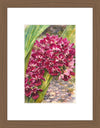 Rhynchostylis Gigantea Burgundy, Aquarelle-style paper print in walnut wood frame, after an original photograph by Swiss photographer TOMas Rodak for sale at TOMs FLOWer CLUB. 