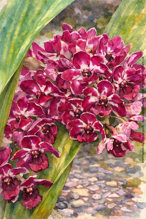 Rhynchostylis Retusa, Aquarelle-style paper print, after an original photograph by Swiss photographer TOMas Rodak for sale at TOMs FLOWer CLUB. 
