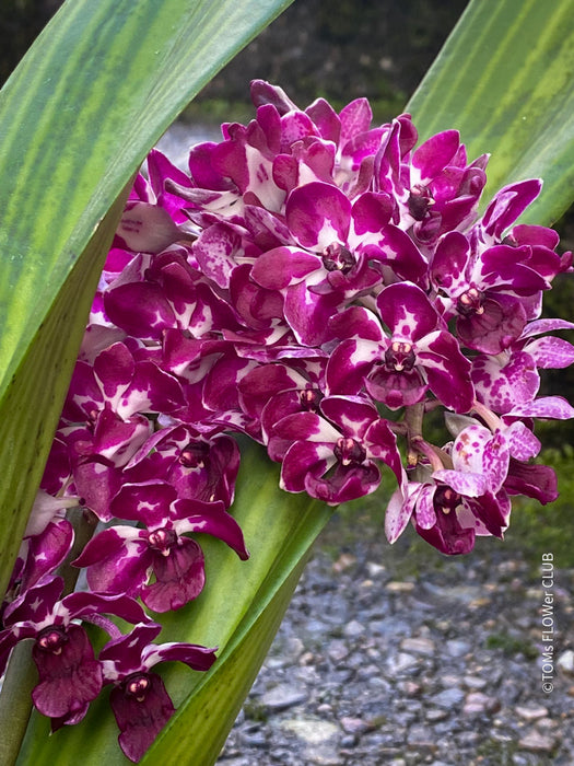 Rhynchostylis Gigantea Burgundy - Foxtail Orchid, burgundy flowering fragrant orchid, organically grown tropical plants for sale at TOMsFLOWer CLUB