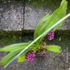 Rhynchostylis Gigantea Burgundy - Foxtail Orchid, burgundy flowering fragrant orchid, organically grown tropical plants for sale at TOMsFLOWer CLUB
