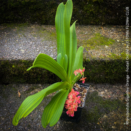 Rhynchostylis Gigantea - orange flowering Foxtail Orchid, fragrant orchid, organically grown tropical plants for sale at TOMs FLOWer CLUB