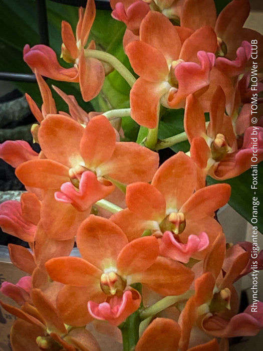 Rhynchostylis Gigantea - orange flowering Foxtail Orchid, fragrant orchid, organically grown tropical plants for sale at TOMs FLOWer CLUB