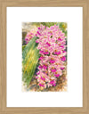Rhynchostylis Gigantea Pink Spots, Aquarelle-style paper print in oak wood frame, after an original photograph by Swiss photographer TOMas Rodak for sale at TOMs FLOWer CLUB. 