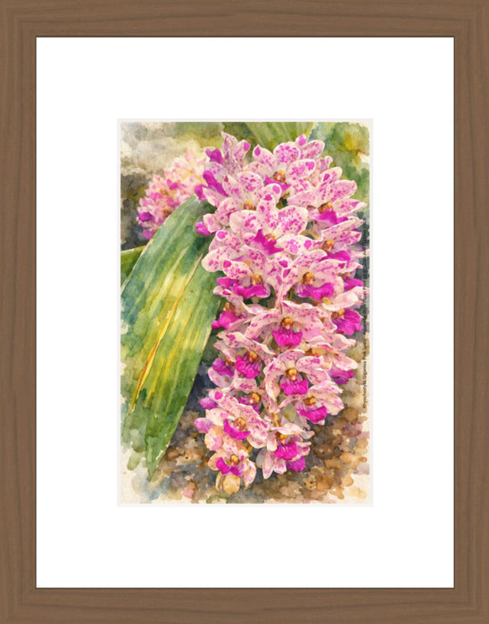 Rhynchostylis Gigantea Pink Spots, Aquarelle-style paper print in walnut wood frame, after an original photograph by Swiss photographer TOMas Rodak for sale at TOMs FLOWer CLUB. 