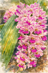 Rhynchostylis Gigantea Pink Spots, Aquarelle-style paper print, after an original photograph by Swiss photographer TOMas Rodak for sale at TOMs FLOWer CLUB. 