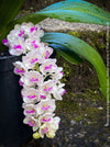 Rhynchostylis Gigantea Pink Spots - Foxtail Orchid, flowering fragrant orchid, organically grown tropical plants for sale at TOMs FLOWer CLUB