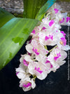 Rhynchostylis Gigantea Pink Spots - Foxtail Orchid, flowering fragrant orchid, organically grown tropical plants for sale at TOMs FLOWer CLUB