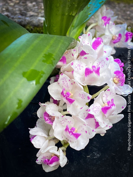 Rhynchostylis Gigantea Pink Spots - Foxtail Orchid, flowering fragrant orchid, organically grown tropical plants for sale at TOMs FLOWer CLUB