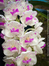 Rhynchostylis Gigantea Pink Spots - Foxtail Orchid, flowering fragrant orchid, organically grown tropical plants for sale at TOMs FLOWer CLUB