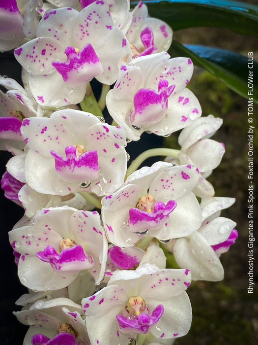 Rhynchostylis Gigantea Pink Spots - Foxtail Orchid, flowering fragrant orchid, organically grown tropical plants for sale at TOMs FLOWer CLUB