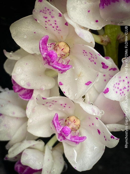 Rhynchostylis Gigantea Pink Spots - Foxtail Orchid, flowering fragrant orchid, organically grown tropical plants for sale at TOMs FLOWer CLUB