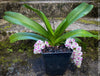 Rhynchostylis Gigantea Pink Spots - Foxtail Orchid, flowering fragrant orchid, organically grown tropical plants for sale at TOMs FLOWer CLUB