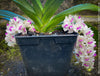 Rhynchostylis Gigantea Pink Spots - Foxtail Orchid, flowering fragrant orchid, organically grown tropical plants for sale at TOMs FLOWer CLUB