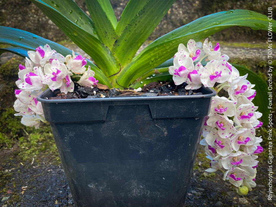 Rhynchostylis Gigantea Pink Spots - Foxtail Orchid, flowering fragrant orchid, organically grown tropical plants for sale at TOMs FLOWer CLUB