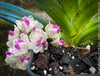 Rhynchostylis Gigantea Pink Spots - Foxtail Orchid, flowering fragrant orchid, organically grown tropical plants for sale at TOMs FLOWer CLUB