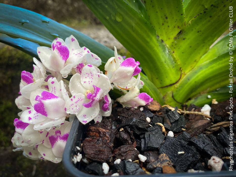 Rhynchostylis Gigantea Pink Spots - Foxtail Orchid, flowering fragrant orchid, organically grown tropical plants for sale at TOMs FLOWer CLUB