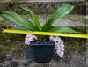 Rhynchostylis Gigantea Pink Spots - Foxtail Orchid, flowering fragrant orchid, organically grown tropical plants for sale at TOMs FLOWer CLUB