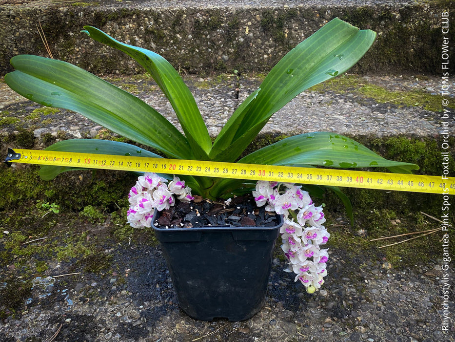 Rhynchostylis Gigantea Pink Spots - Foxtail Orchid, flowering fragrant orchid, organically grown tropical plants for sale at TOMs FLOWer CLUB