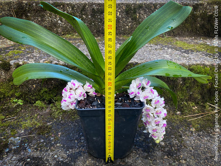 Rhynchostylis Gigantea Pink Spots - Foxtail Orchid, flowering fragrant orchid, organically grown tropical plants for sale at TOMs FLOWer CLUB