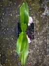 Rhynchostylis Gigantea Pink Spots - Foxtail Orchid, flowering fragrant orchid, organically grown tropical plants for sale at TOMs FLOWer CLUB