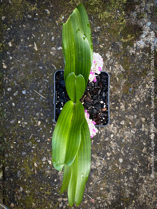 Rhynchostylis Gigantea Pink Spots - Foxtail Orchid, flowering fragrant orchid, organically grown tropical plants for sale at TOMs FLOWer CLUB