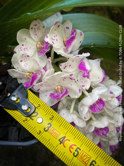 Rhynchostylis Gigantea Pink Spots - Foxtail Orchid, flowering fragrant orchid, organically grown tropical plants for sale at TOMs FLOWer CLUB