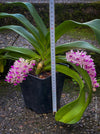 Rhynchostylis Gigantea Pink Spots - Foxtail Orchid, flowering fragrant orchid, organically grown tropical plants for sale at TOMsFLOWer CLUB