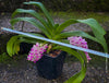 Rhynchostylis Gigantea Pink Spots - Foxtail Orchid, flowering fragrant orchid, organically grown tropical plants for sale at TOMsFLOWer CLUB