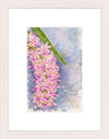 Rhynchostylis Retusa, Aquarelle-style paper print in maple wood frame, after an original photograph by Swiss photographer TOMas Rodak for sale at TOMs FLOWer CLUB. 