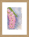 Rhynchostylis Retusa, Aquarelle-style paper print in oak wood frame, after an original photograph by Swiss photographer TOMas Rodak for sale at TOMs FLOWer CLUB. 