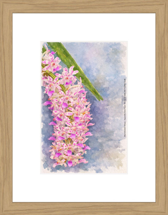 Rhynchostylis Retusa, Aquarelle-style paper print in oak wood frame, after an original photograph by Swiss photographer TOMas Rodak for sale at TOMs FLOWer CLUB. 