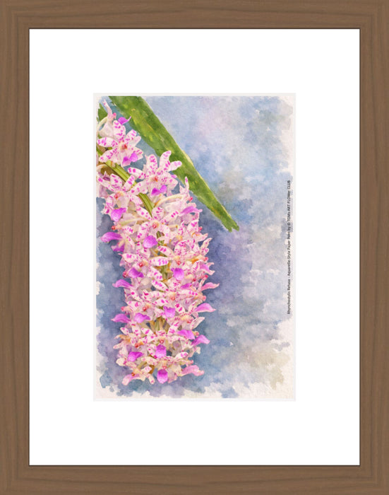 Rhynchostylis Retusa, Aquarelle-style paper print in walnut wood frame, after an original photograph by Swiss photographer TOMas Rodak for sale at TOMs FLOWer CLUB. 