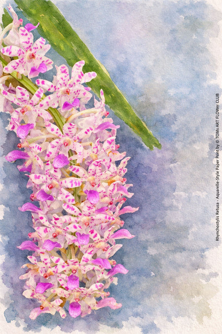 Rhynchostylis Gigantea Pink Spots, Aquarelle-style paper print, after an original photograph by Swiss photographer TOMas Rodak for sale at TOMs FLOWer CLUB. 