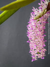 Rhynchostylis Retusa - Foxtail Orchid, flowering fragrant orchid, organically grown tropical plants for sale at TOMs FLOWer CLUB