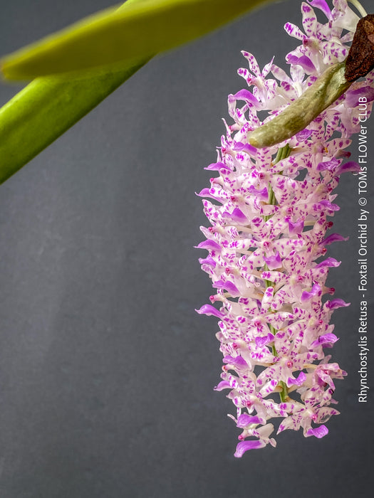 Rhynchostylis Retusa - Foxtail Orchid, flowering fragrant orchid, organically grown tropical plants for sale at TOMs FLOWer CLUB