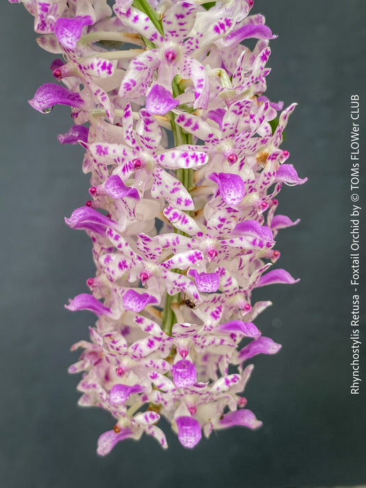 Rhynchostylis Retusa - Foxtail Orchid, flowering fragrant orchid, organically grown tropical plants for sale at TOMs FLOWer CLUB