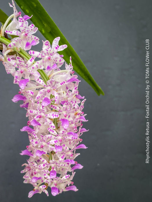 Rhynchostylis Retusa - Foxtail Orchid, flowering fragrant orchid, organically grown tropical plants for sale at TOMs FLOWer CLUB