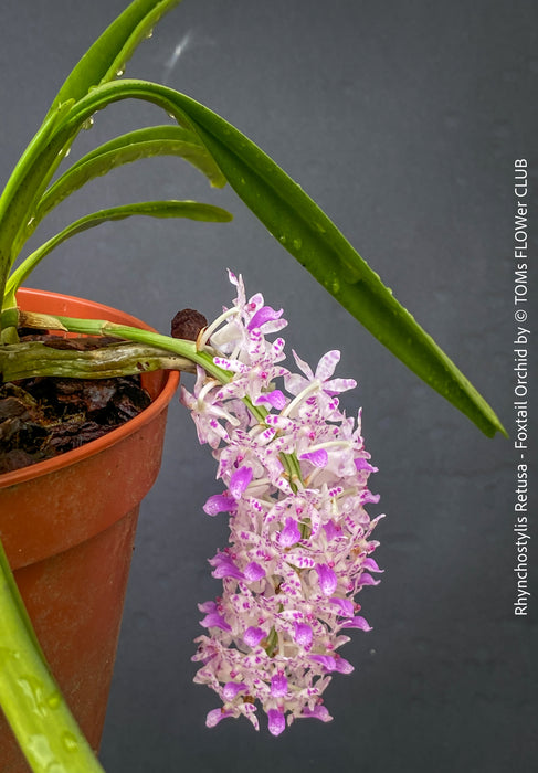 Rhynchostylis Retusa - Foxtail Orchid, flowering fragrant orchid, organically grown tropical plants for sale at TOMs FLOWer CLUB