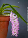 Rhynchostylis Retusa - Foxtail Orchid, flowering fragrant orchid, organically grown tropical plants for sale at TOMs FLOWer CLUB