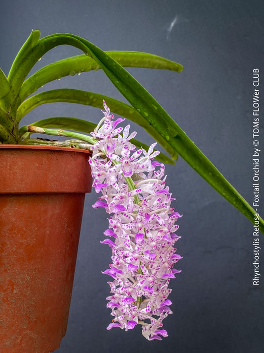Rhynchostylis Retusa - Foxtail Orchid, flowering fragrant orchid, organically grown tropical plants for sale at TOMs FLOWer CLUB