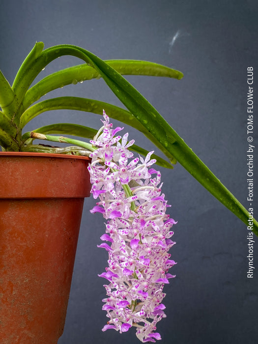 Rhynchostylis Retusa - Foxtail Orchid, flowering fragrant orchid, organically grown tropical plants for sale at TOMs FLOWer CLUB