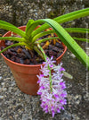 Rhynchostylis Retusa - Foxtail Orchid, flowering fragrant orchid, organically grown tropical plants for sale at TOMs FLOWer CLUB